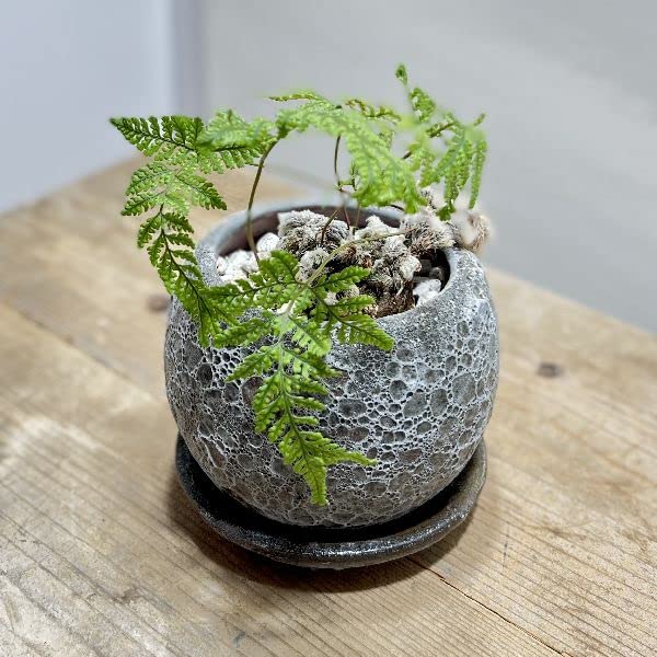 Amazon.co.jp: おしゃれ 観葉植物：ネコの手シノブ*鉢植え 受皿